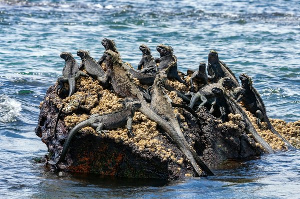 Où observer les tortues géantes aux Galápagos ?